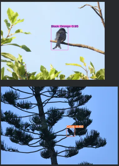 A bird photographed for the species-detection dataset